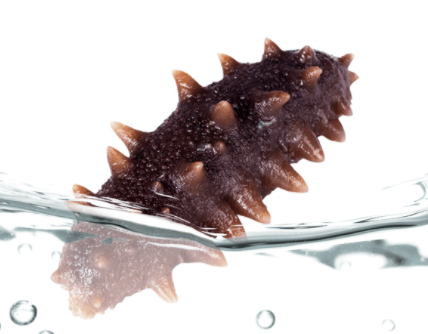 大連海晏堂生物有限公司